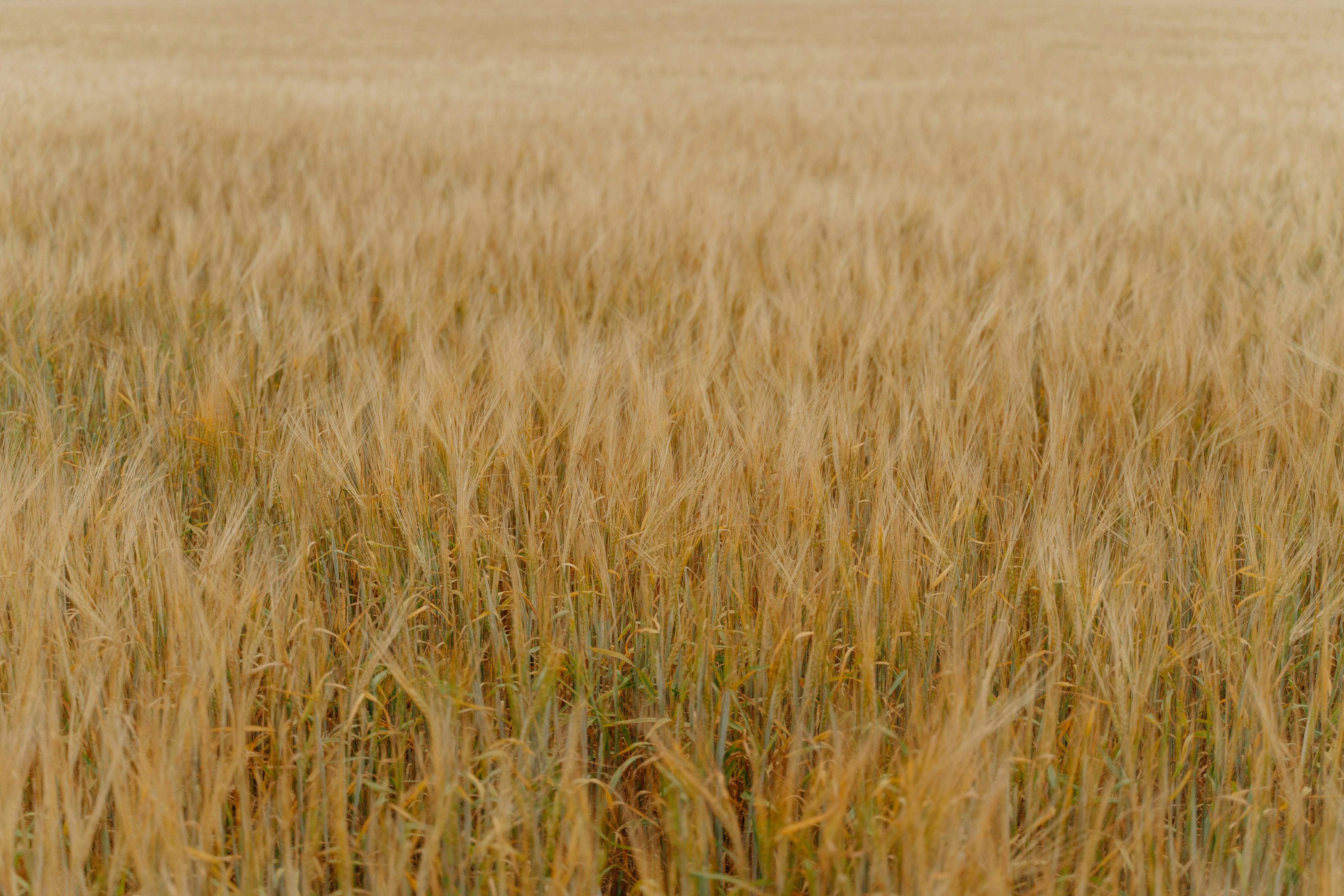 Golden wheat fields in Malwa